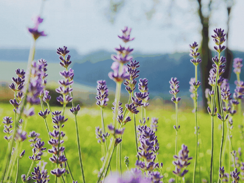 The sheets in&nbsp;Rivendell
